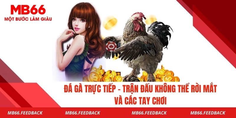 Đá Gà Trực Tiếp - Trận Đấu Không Thể Rời Mắt Và Các Tay Chơi