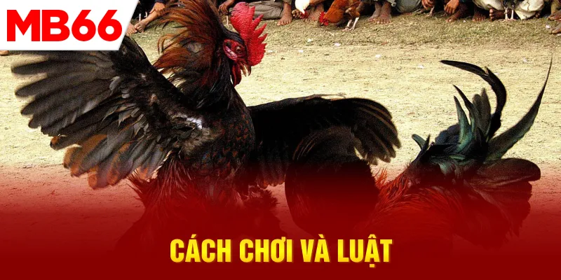 cach-choi-va-luat
